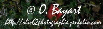 Olivier Bayart, Photographie