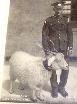 A New Zealand ram adopted by The RCR as a regimental mascot on taking over garrison duties in Bermuda.